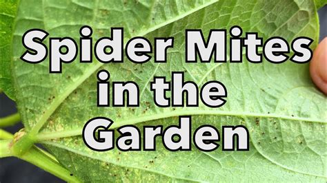 Organic Spider Mite Control In The Vegetable Garden Youtube