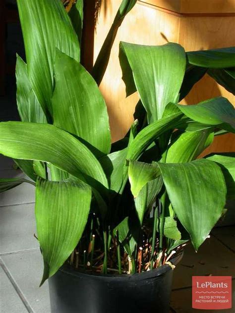 Аспидистра высокая (Aspidistra elatior) — описание, выращивание, фото ...