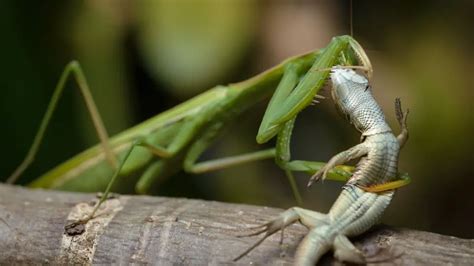 Do Praying Mantis Kill Hummingbirds - Hummingbird Predator