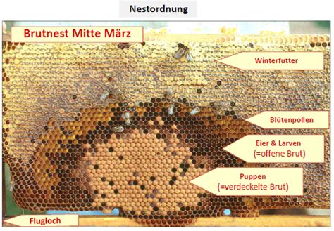 Bienen Kurs Karteikarten Quizlet