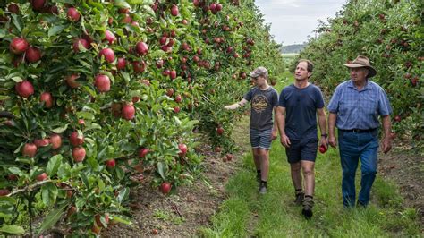 Fruit Pickers Needed For Tasmanian Summer As Farmers Come Calling