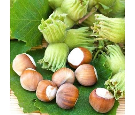 Фундук Шедевр - купить фундук сорта Шедевр 2 | Магазин Экосад