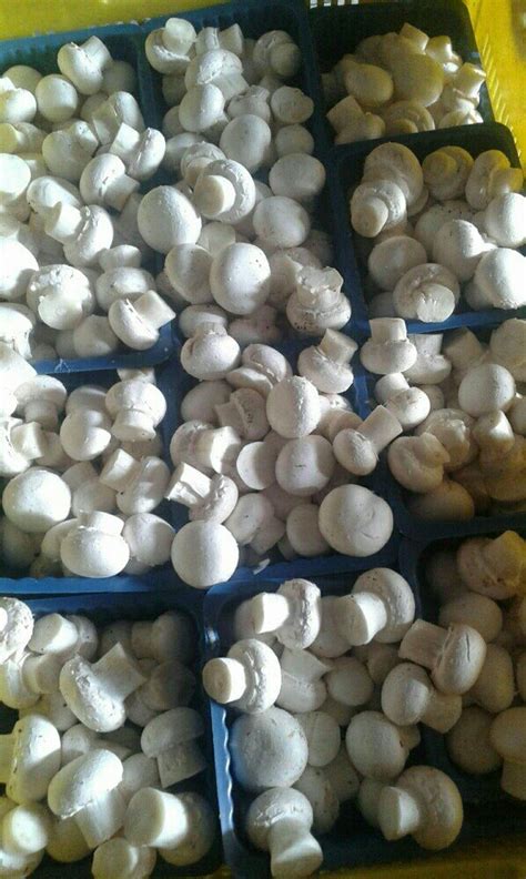 Fully Organic West Bengal Button Mushroom High Protein Packaging Size