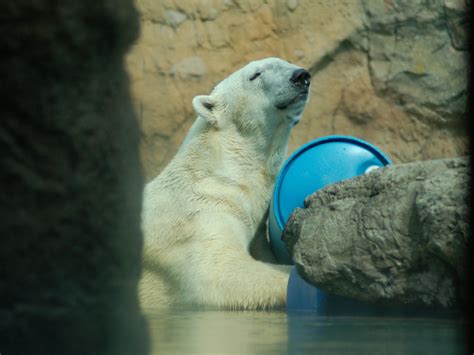 The Online Zoo - Polar Bear