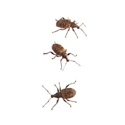 Weevil Control - Standard Pest