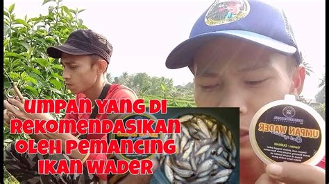 Mancing Ikan Wader Menggunakan Umpan Coel Ngabret Super Gacor