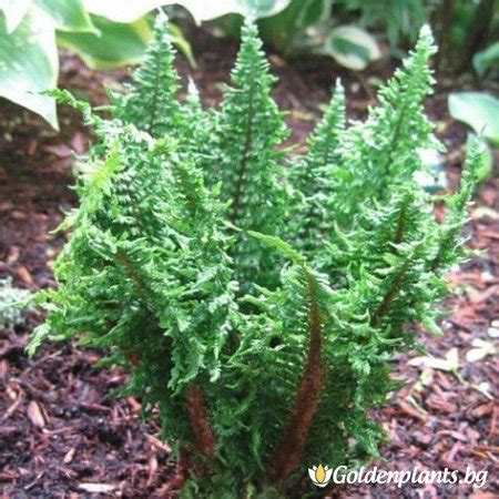 Люспеста мъжка папрат Криспа