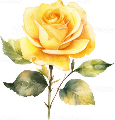 Yellow Rose Flower Watercolor 24831650 Png