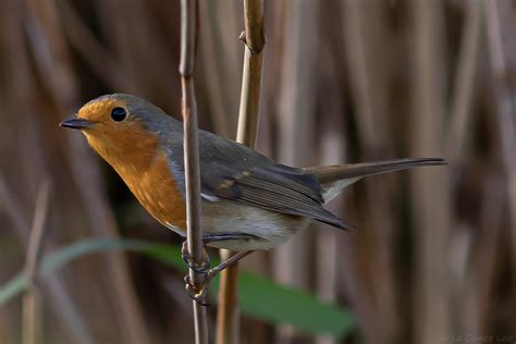 Rougegorge Familier European Robin Erithacus Rubecula Flickr