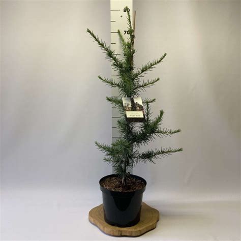 Cedrus Deodara Miles High Novarbo