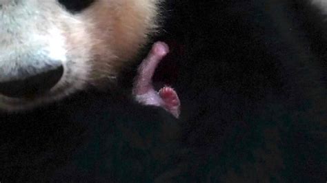 World S Heaviest Captive Giant Panda Cub Born In Sichuan CGTN