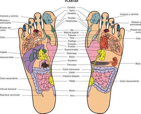 Reflexolog A Podal Un Enfoque Desde La Fisioterapia