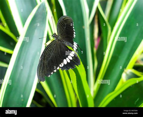 Butterfly Museum Niagara Falls, Ontario,Canada, North America Stock ...