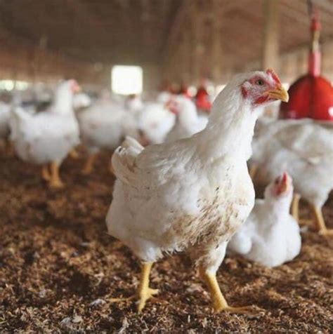 Farmer On Twitter Whats Needed To Start Poultry Farming Chicks