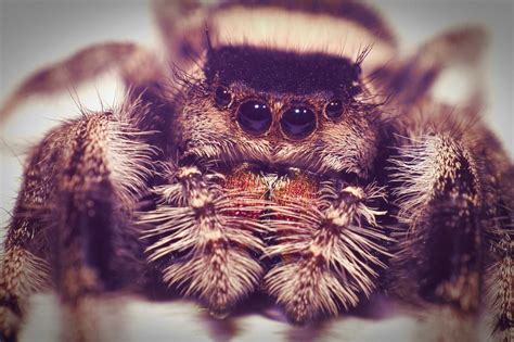 Pająk Skakun Królewski Phidippus regius Apalachicola L3 Ząbki OLX pl