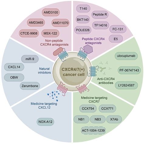 CXCL12 CXCR4 CXCR7 Axis In Cancer From Mechanisms To Clinical Applications