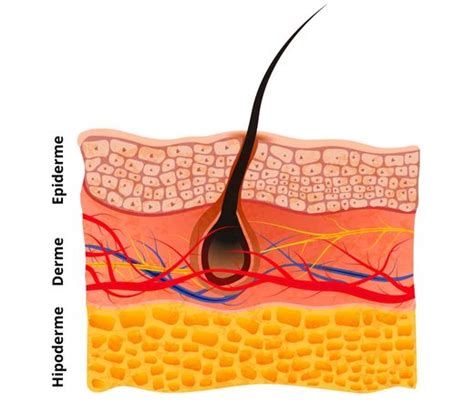 Hipoderme A Camada Mais Profunda Da Pele Biologia Net