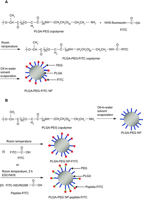 Scheme 2 Synthesis Of A Plga Peg Fitc And B Plga Peg Np Fitc Or