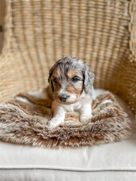 We are the best ethical doodle dog breeder near Atlanta, Georgia! We