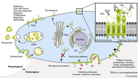 Tetraspanins Current Biology