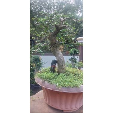 Jual Bahan Bonsai Hokiantea Micro Buah Shopee Indonesia