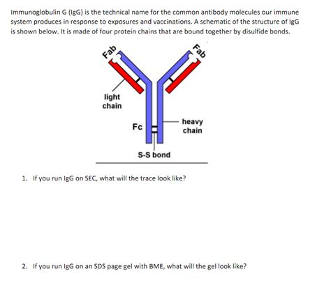 Solved Immunoglobulin G IgG Is The Technical Name For The Chegg