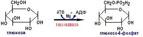 Презентация на тему: переноса глюкозы