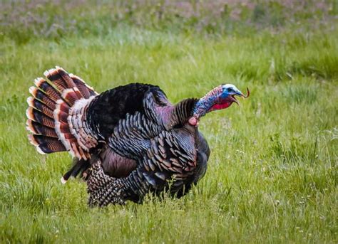 What Does a Turkey Sound Like? 10 Different Calls to Know About!