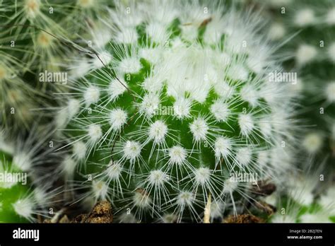 Mammillaria Crinita Dwarf Cactus Macro Photography Stock Photo Alamy