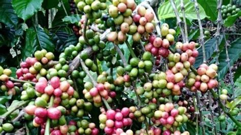 Harga Komoditas Kopi Di Pesisir Barat Tembus Rp 66 Ribu Per Kg