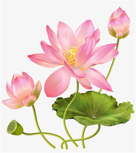 Lotus Clipart Watercolor Lotus Realistic PNG Image Transparent PNG