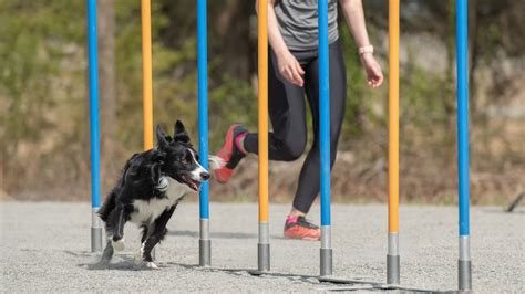 Спорт для собак и их хозяев: аджилити, вейтпуллинг и фристайл - Питомцы ...