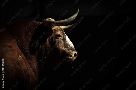 Toro bravo Stock Photo | Adobe Stock