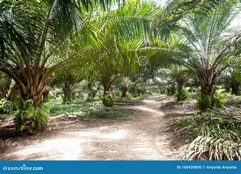 Palm oil plantation stock photo. Image of indonesia - 100439800