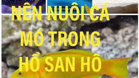 CÓ NÊN NUÔI CÁ MÓ TRONG HỒ SAN HÔ? ĐIỀU KIỆN CẦN ĐỂ CÁ MÓ SỐNG KHỎE- THỦY SINH NƯỚC MẶN - YouTube