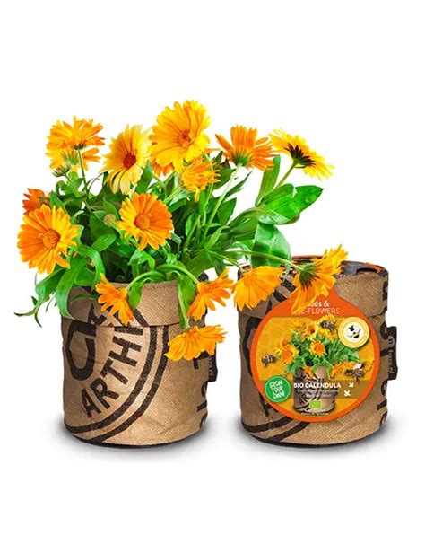 Bienen Schmetterlinge Marigold Calendula Grow Eat Shop