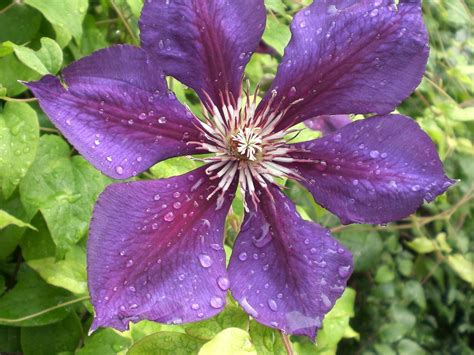 Paarse bosrank (Clematis "Barbara Jackman") klimplant ...