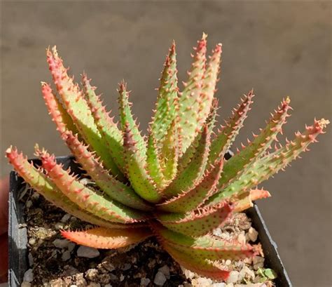 Aloe Crunchy 12cm Cnd Nursery