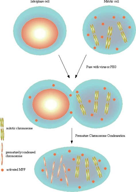 Chromosome Condensé Définition