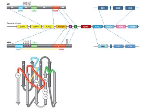 纳米抗体在小分子化合物检测的应用 知乎