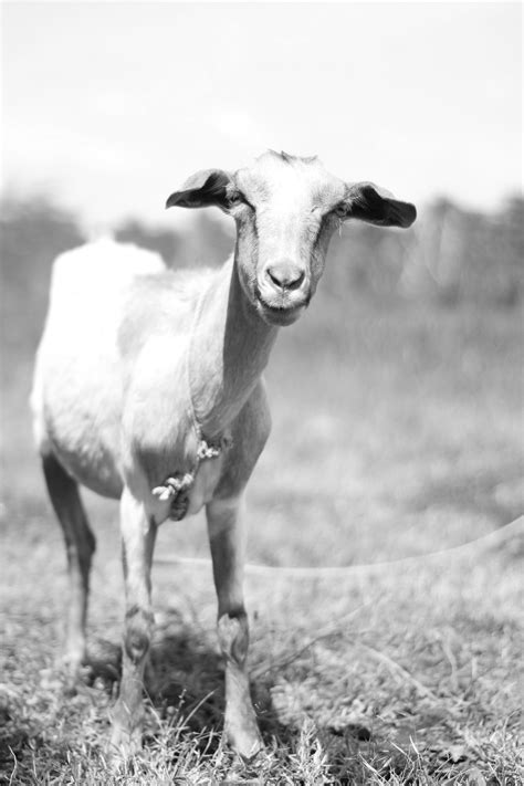 Our Story — Dancing Goat Distillery