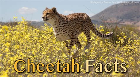 Cheetah Facts For Kids & Adults: Awesome Information, Pictures & Video