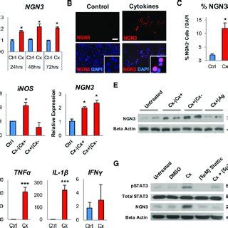 NGN3 Upregulation in Human Ductal Cells upon Inflammatory Cytokine ...
