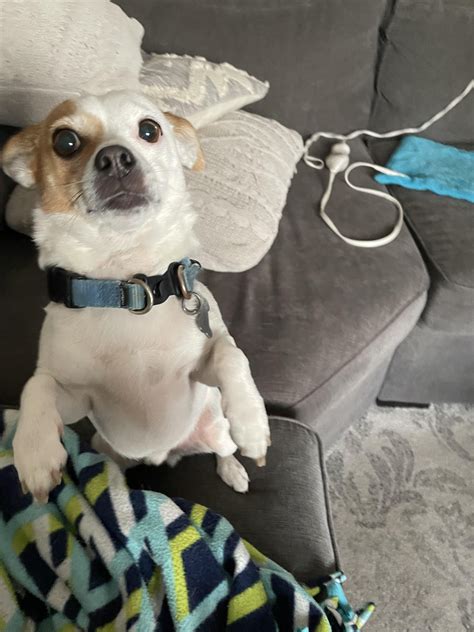 My Jack russel, chihuahua mix : r/jackrussellterrier