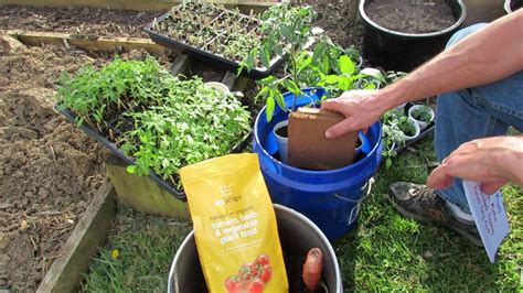 Planting Tomatoes In 5 Gallon Containers And Earth Beds Using Organic