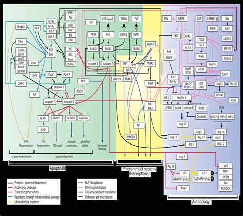Harnessing the PCD network for disease treatment | Adi Kimchi Lab 