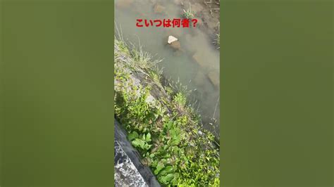 田舎の川で遊んでたら何かが泳いでた？この生物何？ Youtube