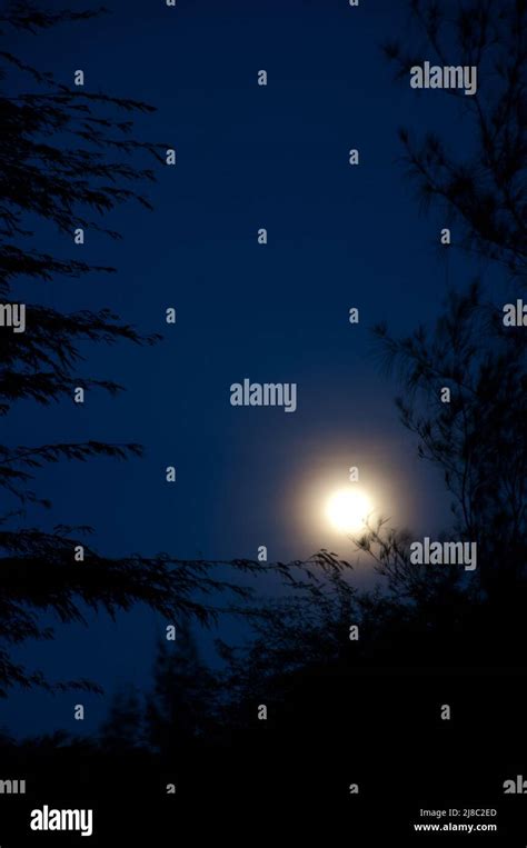 Full Moon Over The Trees At Nigt Langue De Barbarie National Park