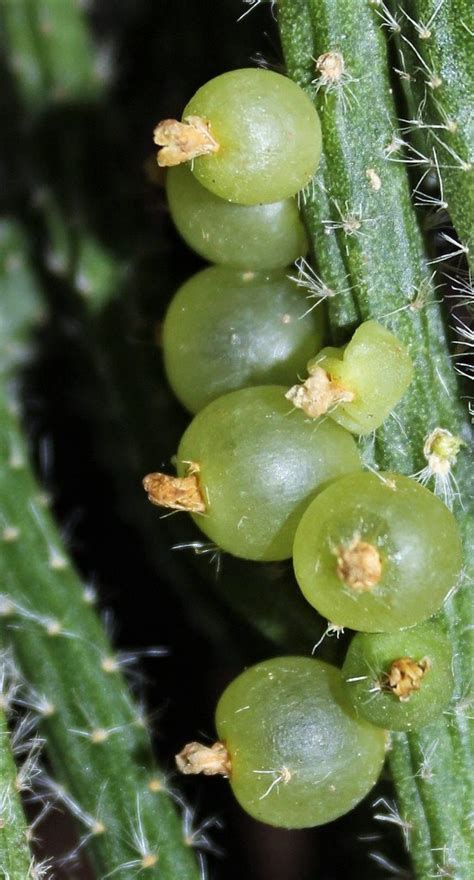 Rhipsalis Baccifera Horrida 3 Neira Magic B Flickr