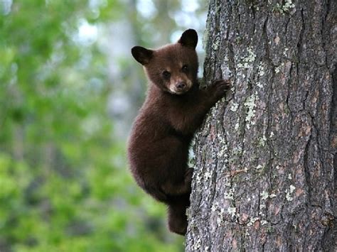 I Cuccioli Dell Orsa Amarena Sono Insieme E Si Alimentano Corriere